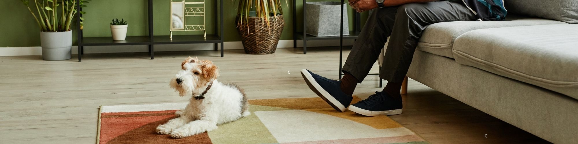 Accueillir un animal dans mon appartement - informations Buri Gestion